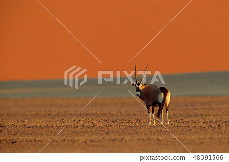 Gemsbok with orange sand dune evening sunset. 48391566