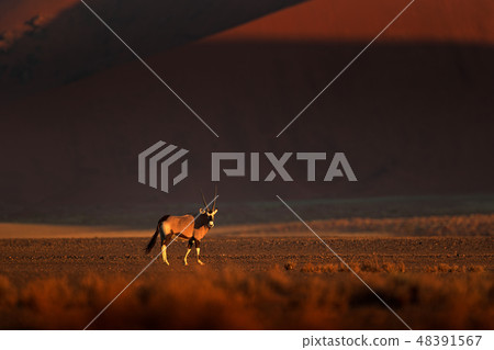 Gemsbok with orange sand dune evening sunset 48391567
