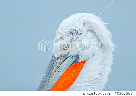 Eye detail of Dalmatian pelican, Pelecanus crispus 48391568