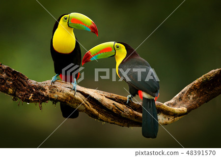 Toucans sitting on the branch in the forest. 48391570
