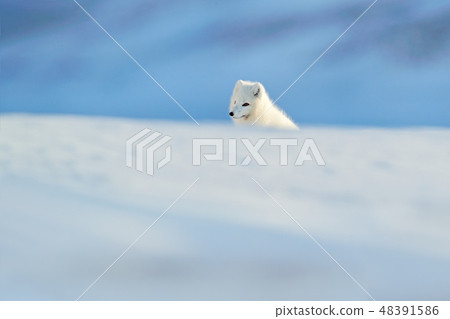 Polar fox in habitat, winter landscape, Svalbard. 48391586