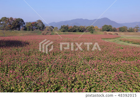 紅蕎麥花 紅蕎麥花 48392015