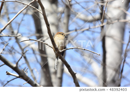 Moses in the park 48392403