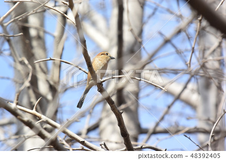 Moses in the park 48392405