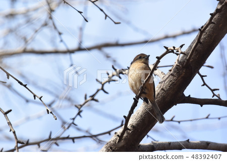 Moses in the park 48392407