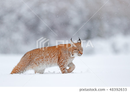 Eurasian Lynx walking, wild cat in the forest. Eurasian Lynx walking, wild cat in the forest. 48392633