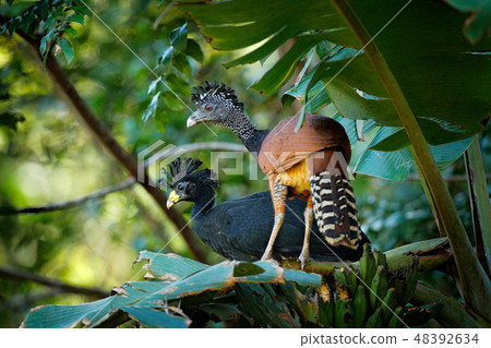 Pair of Great curassow, Crax rubra, in the nature Pair of Great curassow, Crax rubra, in the nature 48392634
