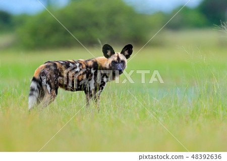 African wild dog, walking in the green grass. African wild dog, walking in the green grass. 48392636