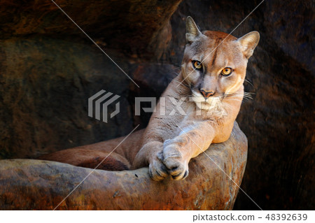 Wild big cat Cougar, Puma concolor. 48392639