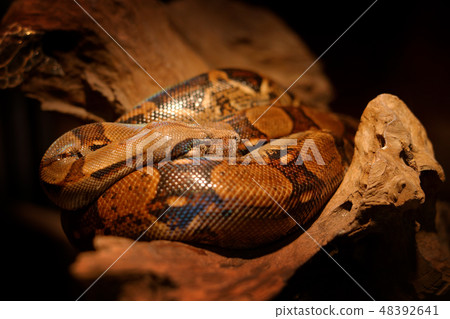 Snake on the tree trunk. Boa constrictor snake. Snake on the tree trunk. Boa constrictor snake. 48392641