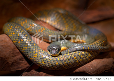 Puffing Snake, Pseustes poecilonotus. Puffing Snake, Pseustes poecilonotus. 48392642