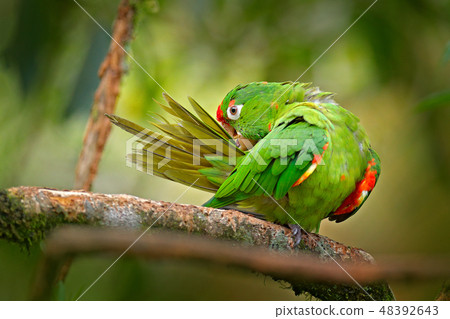 Crimson-fronted Parakeet Aratinga Crimson-fronted Parakeet Aratinga 48392643