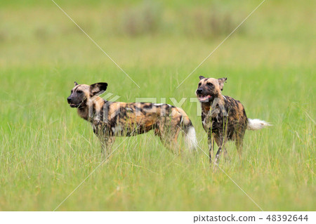 African wild dog, walking in the green grass 48392644