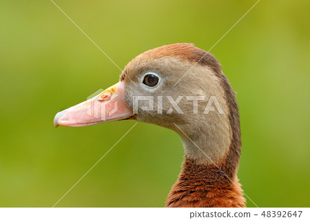 Black-bellied Whistling-Duck Black-bellied Whistling-Duck 48392647
