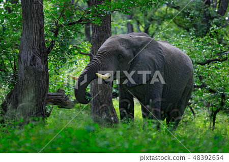 Big elephant walking in the grass in the jungle 48392654