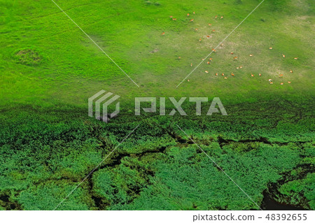 Aerial landscape in Okavango delta, Botswana 48392655