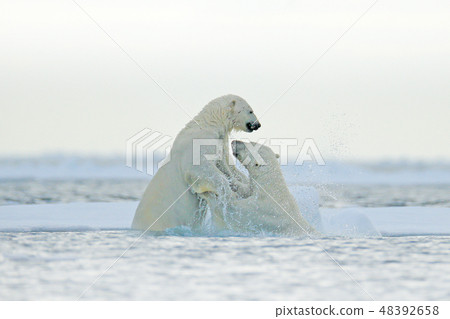 Polars bear fighting in the water. Polars bear fighting in the water. 48392658