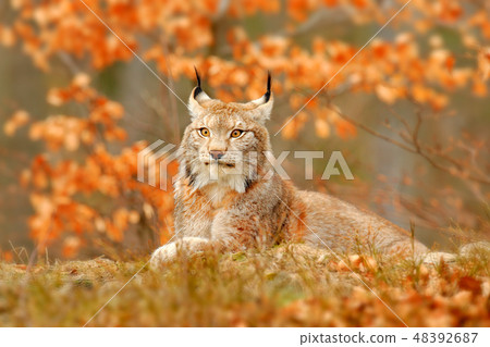 Lynx in orange autumn forest. Lynx in orange autumn forest. 48392687