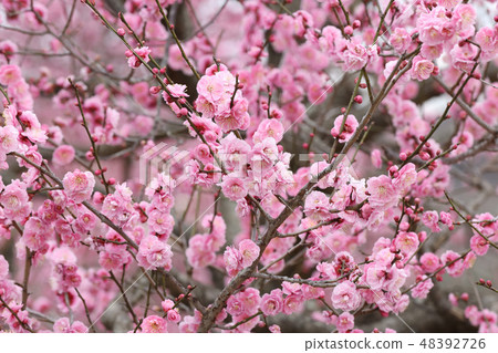 Mito's Kairakuen Late February Ibaraki Prefecture Mito city Mito's Kairakuen Late February Ibaraki Prefecture Mito city 48392726