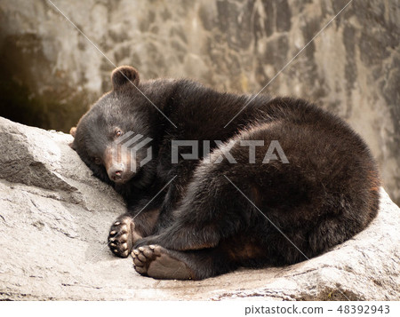 A nap of a bear 48392943