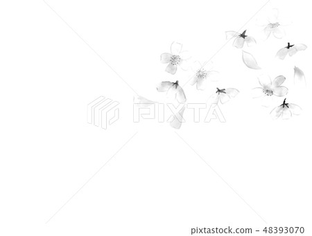 Sakura's flower ink painting 48393070