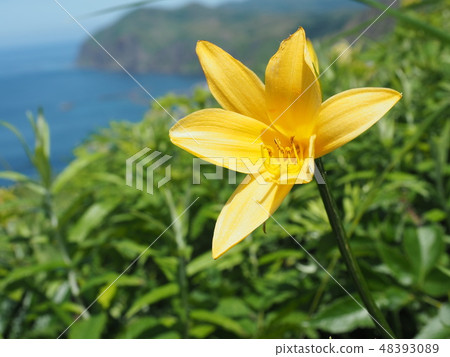 [北海道]禮文島西海岸的Ezokanzo 48393089