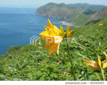 [Hokkaido] Ezokanzo on the west coast of Rebun Island 48393091