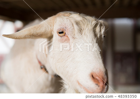 Goat  48393350
