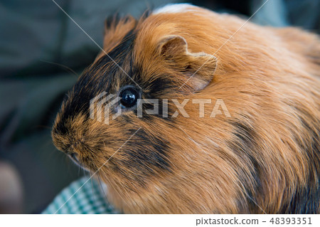 Guinea pig Guinea pig 48393351