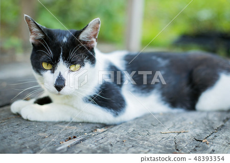 Panda pattern cat Panda pattern cat 48393354