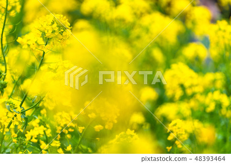 Rape blossoms · Spring image 48393464