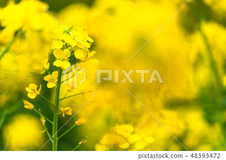 Rape blossoms · Spring image Rape blossoms · Spring image 48393472
