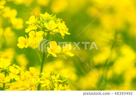 Rape blossoms · Spring image Rape blossoms · Spring image 48393492
