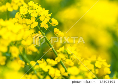 Rape blossoms · Spring image Rape blossoms · Spring image 48393493