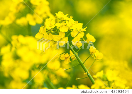Rape blossoms · Spring image Rape blossoms · Spring image 48393494