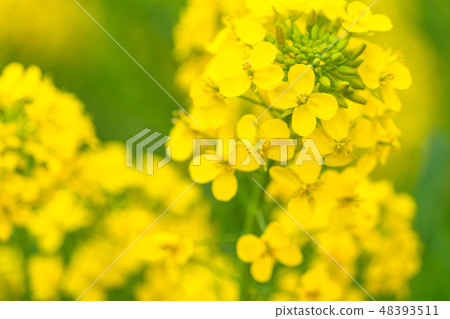 Rape blossoms · Spring image Rape blossoms · Spring image 48393511