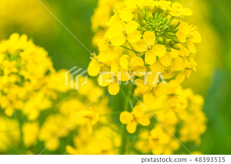 Rape blossoms · Spring image Rape blossoms · Spring image 48393515