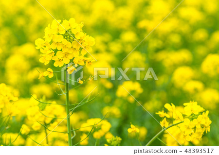 Rape blossoms · Spring image Rape blossoms · Spring image 48393517