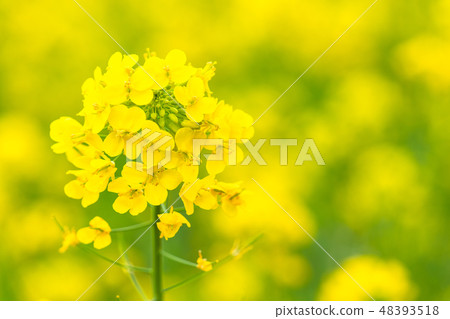 Rape blossoms · Spring image Rape blossoms · Spring image 48393518
