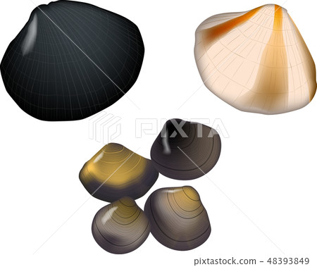 Clam and freshwater clam shell illustration, vector format, white background (PNG has a transparent background), single shell. Clam and freshwater clam shell illustration, vector format, white background (PNG has a transparent background), single shell. 48393849