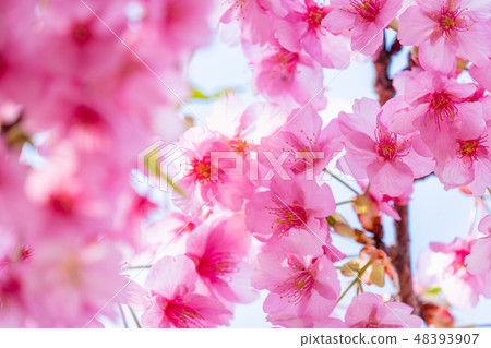 Kawazu cherry blossoms in full bloom [photographed in Kawazu Town, Shizuoka Prefecture] 48393907