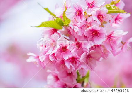 Kawazu cherry blossoms in full bloom [photographed in Kawazu Town, Shizuoka Prefecture] 48393908