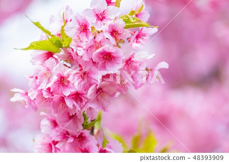 Kawazu cherry blossoms in full bloom [photographed in Kawazu Town, Shizuoka Prefecture] 48393909