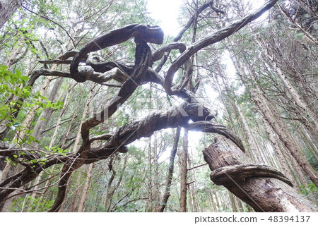 糾結和活樹也死木 48394137