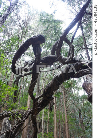 糾結和活樹也死木 48394139