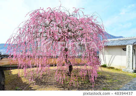Weeping plum of Sogou-ji Weeping plum of Sogou-ji 48394437