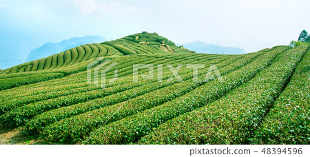 Tea Tea leaf Tea garden products tea plantation garden Leisure fields Green tea Tea fields 48394596