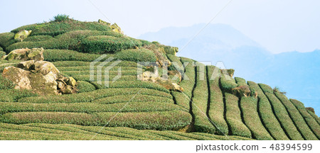 茶茶葉茶園產品茶園休閒園綠茶茶園 48394599