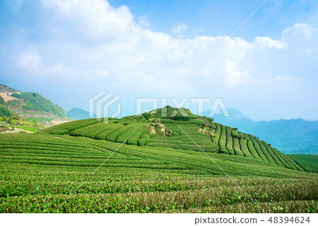 茶茶葉茶園產品茶園休閒園綠茶茶園 48394624