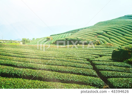 茶茶葉茶園產品茶園休閒園綠茶茶園 茶茶葉茶園產品茶園休閒園綠茶茶園 48394626